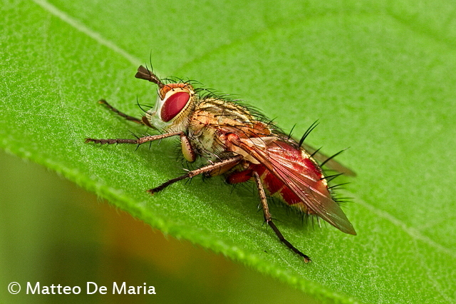 Possibile Linnaemya cf. vulpina (Tachinidae)