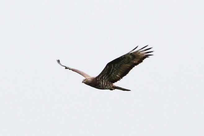 rapace non identificato