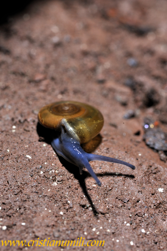 Chiocciola in miniera: Oxychilus sp.