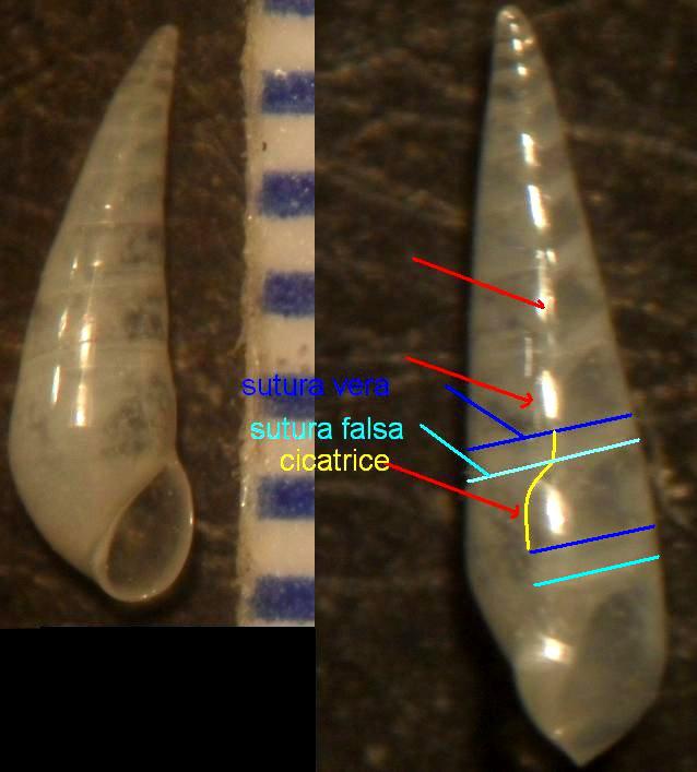 eulimidae 2-3-4-5