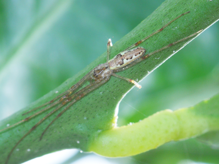 Tetragnatha sp.