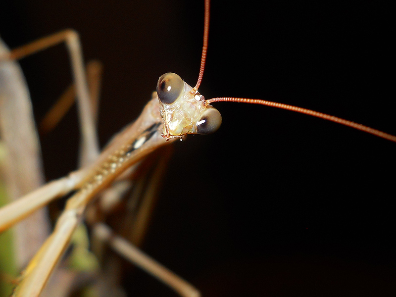 Mantis  religiosa?