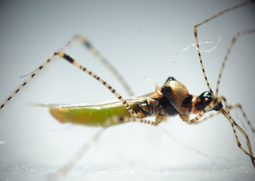 Berytidae: Gampsocoris  punctipes della Puglia (TA)