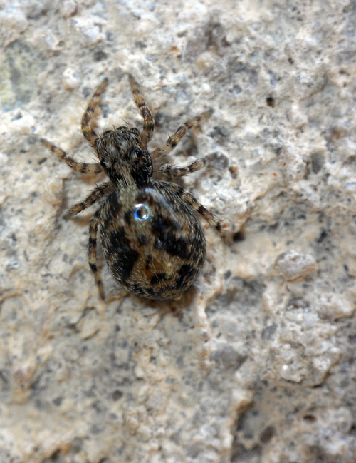 salticidae ''''obesus''''