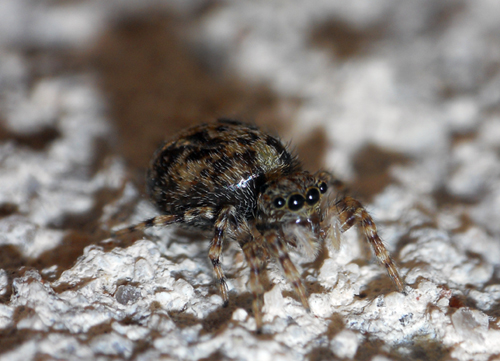 salticidae ''''obesus''''