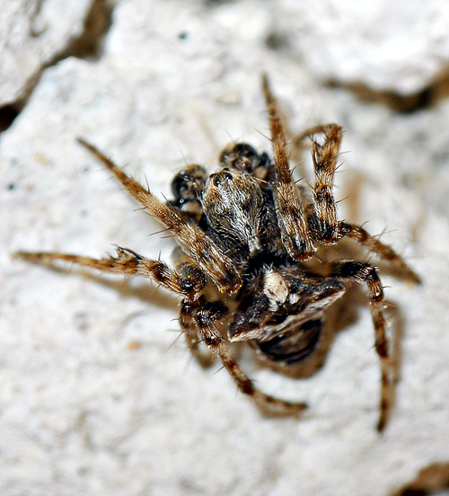 Gibbaranea sp.