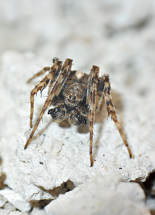 Gibbaranea sp.