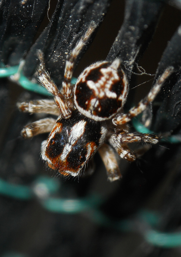 Sitticus sp.