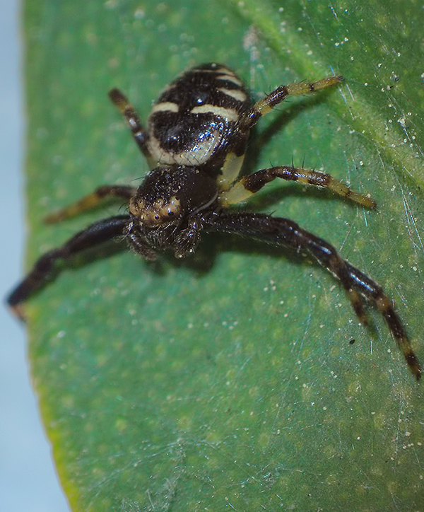 Synema globosum; Heliophanus sp.