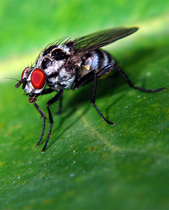 Anthomyiidae del gruppo pluvialis.