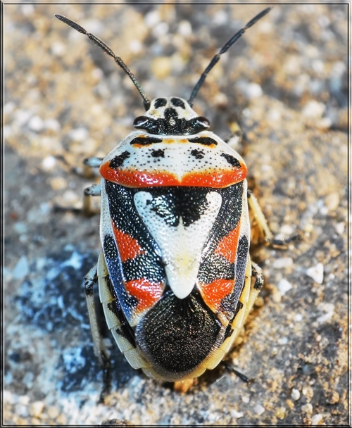 Pentatomidae: Eurydema ornata della Puglia