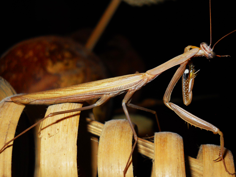 Mantis  religiosa?