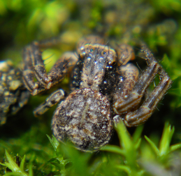 Xysticus sp.