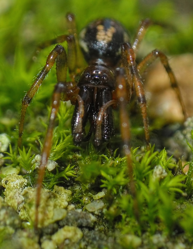 Enoplognatha sp.