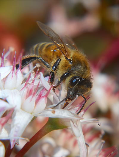 piccola ape... (Apis mellifera)