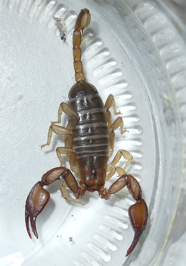 Euscorpius sicanus