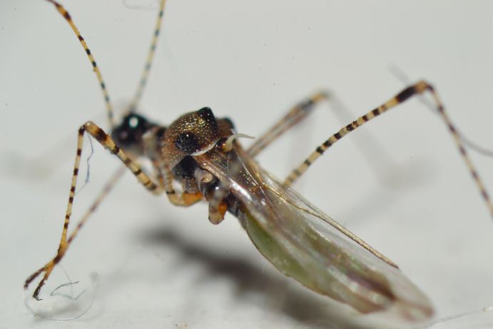 Berytidae: Gampsocoris  punctipes della Puglia (TA)