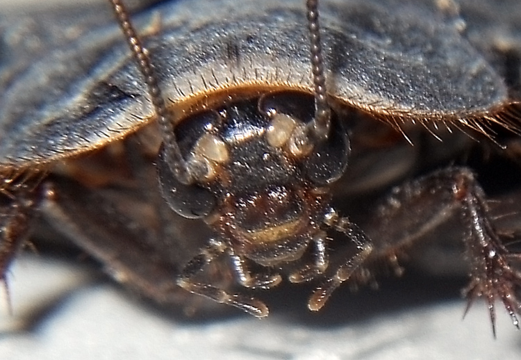 blatta  volante?   Polyphaga aegiptiaca maschio.