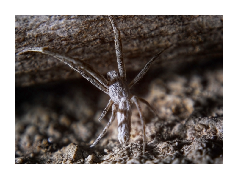 Uloborus walckenaerius; Argyrodes argyrodes