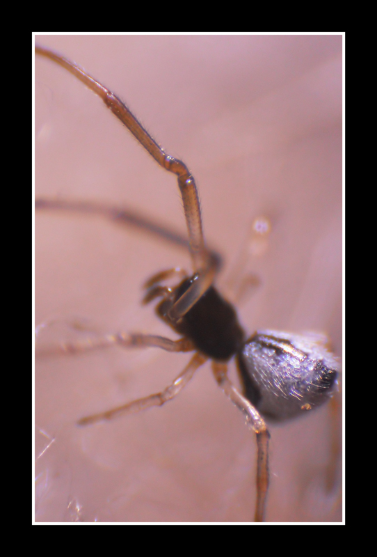 Uloborus walckenaerius; Argyrodes argyrodes