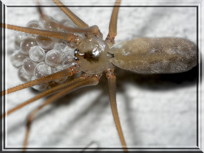 mamma  pholcus con  uova