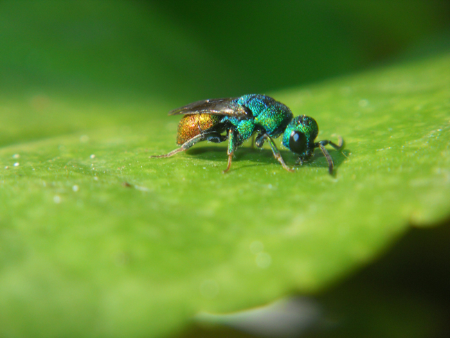 imenottero  bellissimo (Hedychrum sp. - Chrisididae)