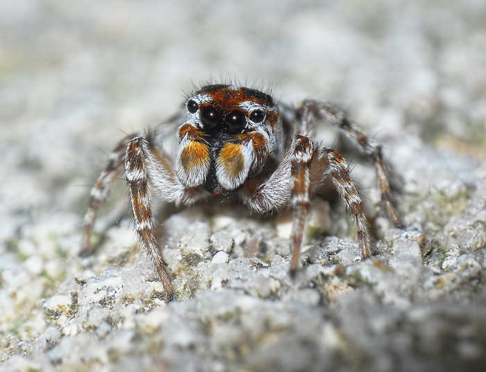 Sitticus sp.