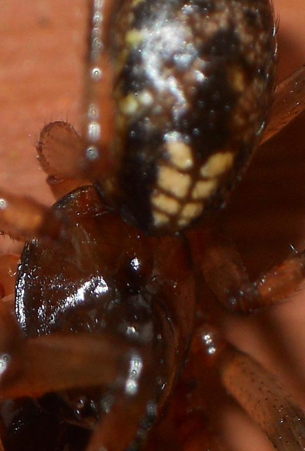 Enoplognatha sp.