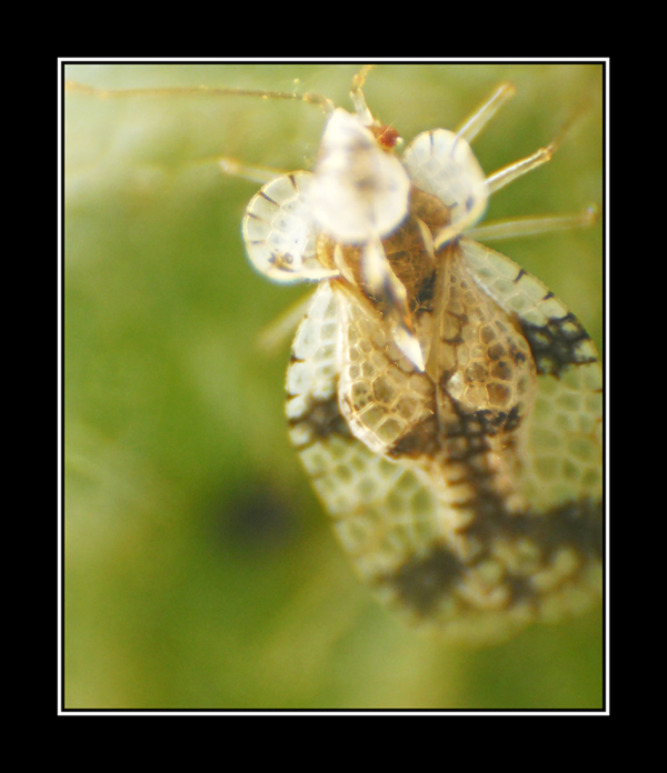 Tingidae: Stephanitys pyri di Torricella