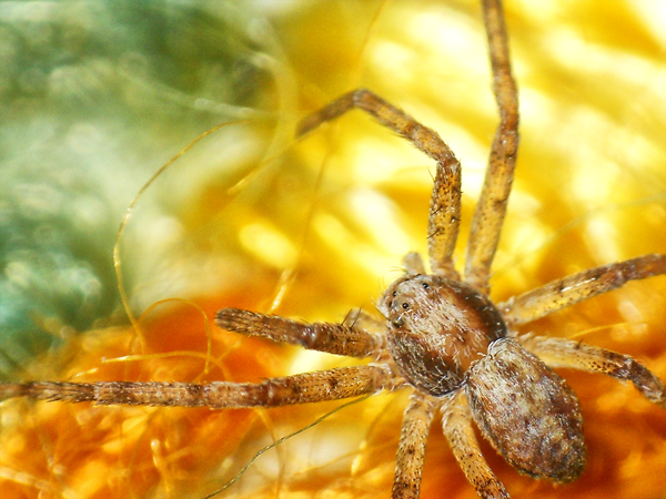 Philodromus sp.