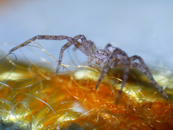 Philodromus sp.