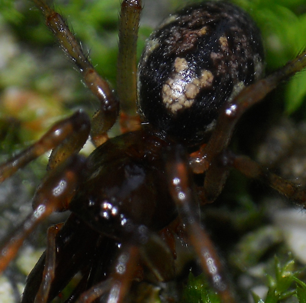 Enoplognatha sp.