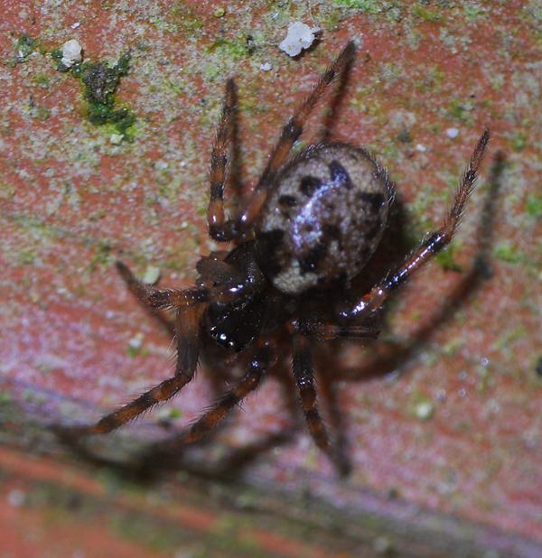 Enoplognatha sp.