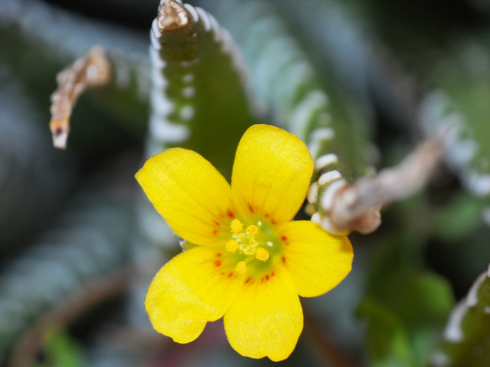 Oxalis cfr.corniculata