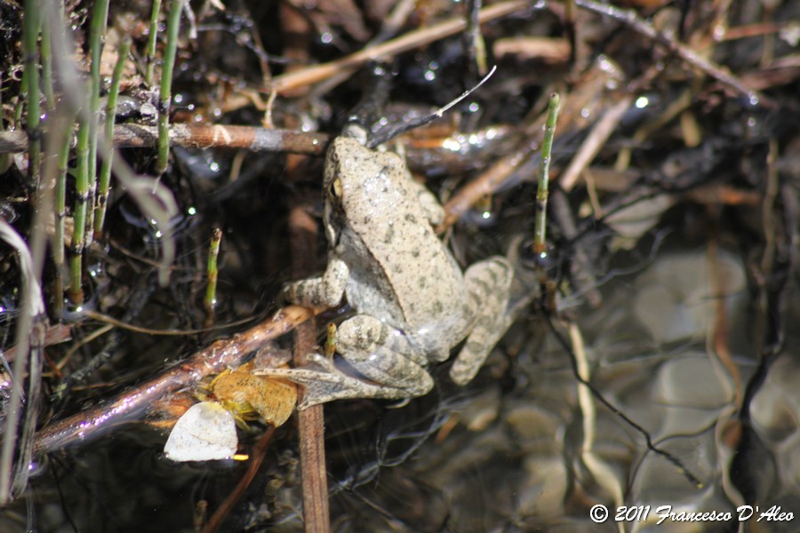 Rana dalmatina? graeca? Rana italica