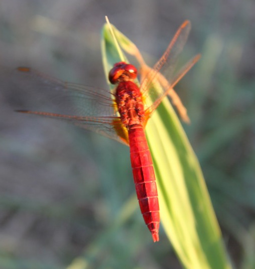 Sympetrum sanguineum o altro? Crocothemis