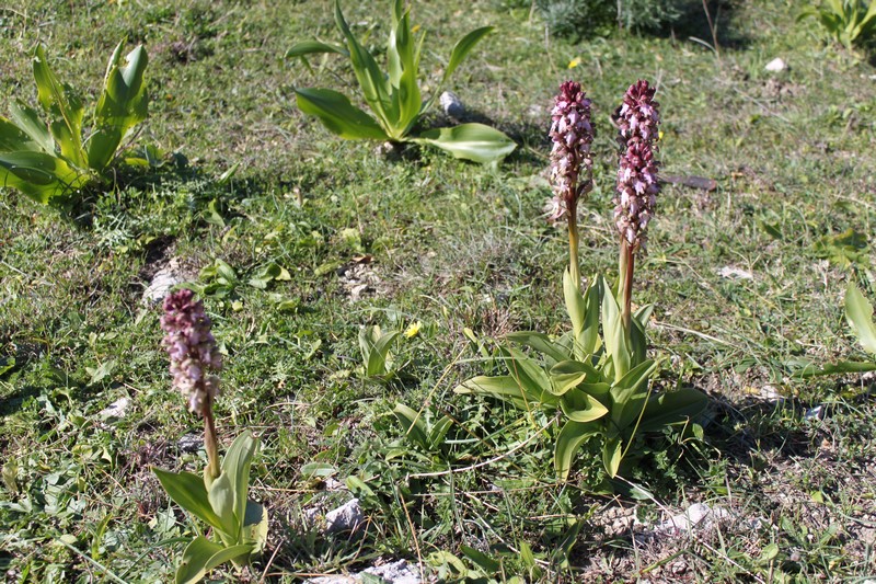 Barlia robertiana