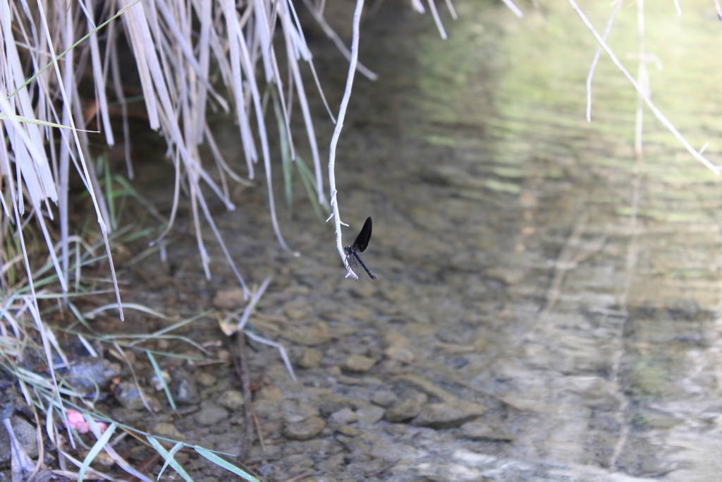 Identificazione: Calopteryx haemorrhoidalis