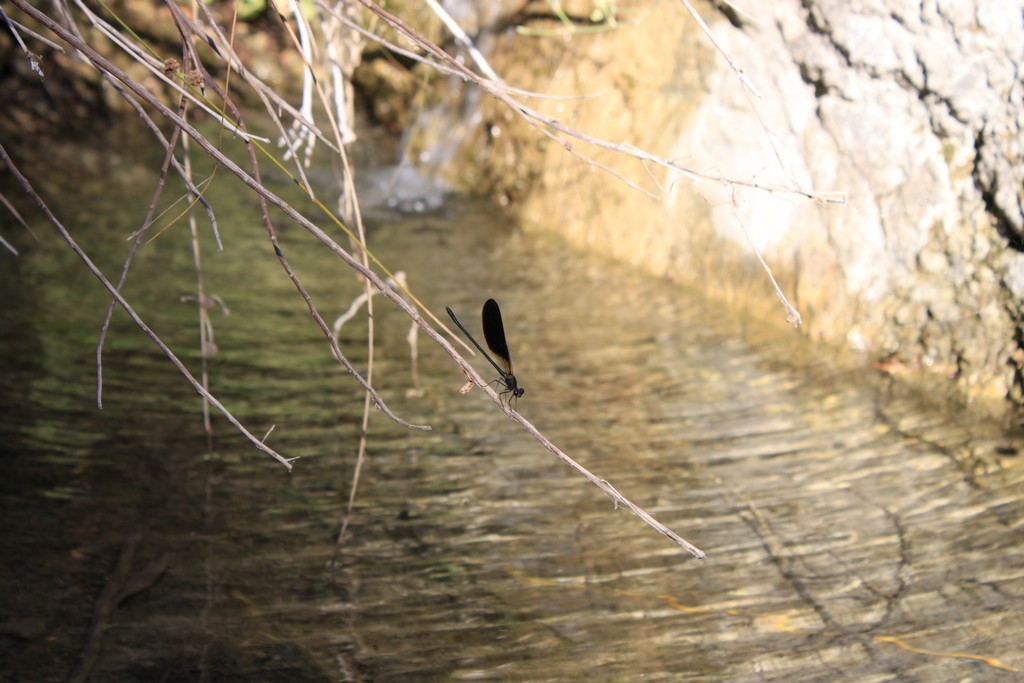 Identificazione: Calopteryx haemorrhoidalis