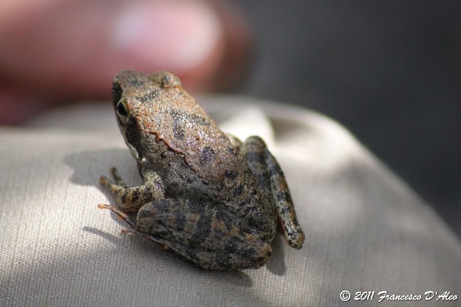 Rana dalmatina? graeca? Rana italica