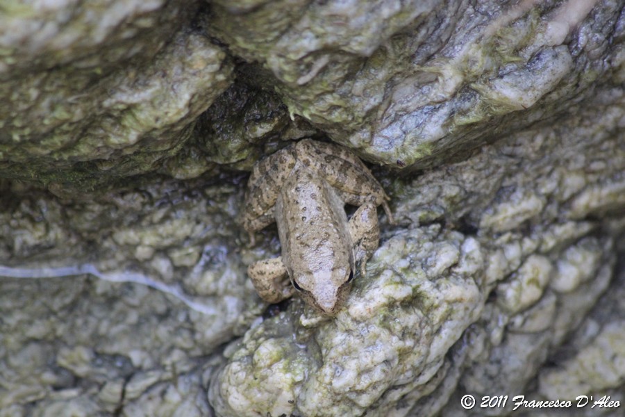 Rana dalmatina? graeca? Rana italica