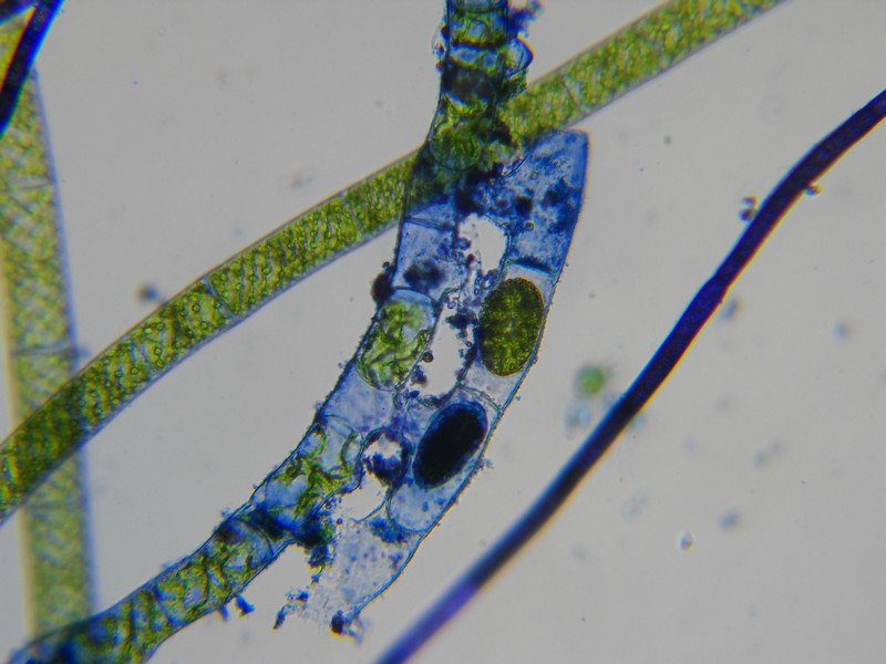 Spirogyra sp.