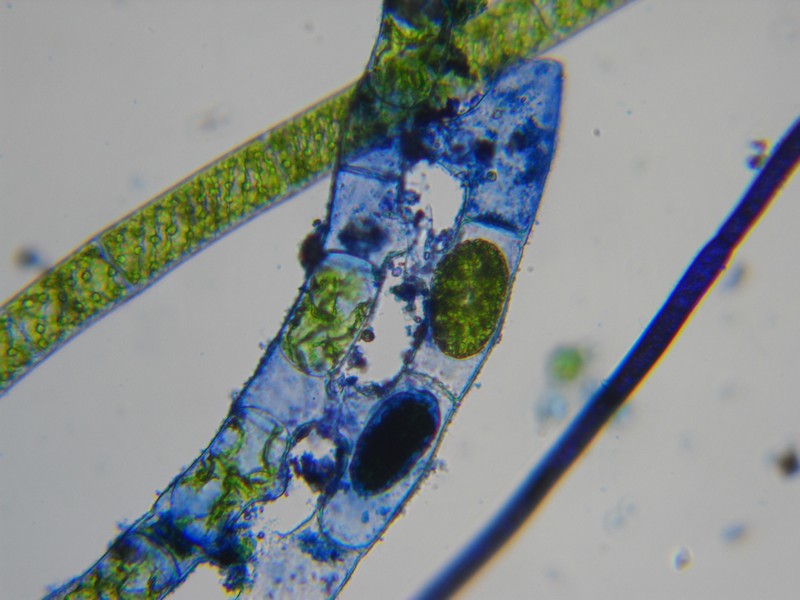 Spirogyra sp.