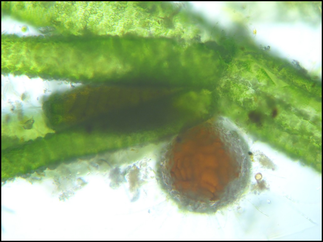 Chara vulgaris: anteridi ed oogoni!