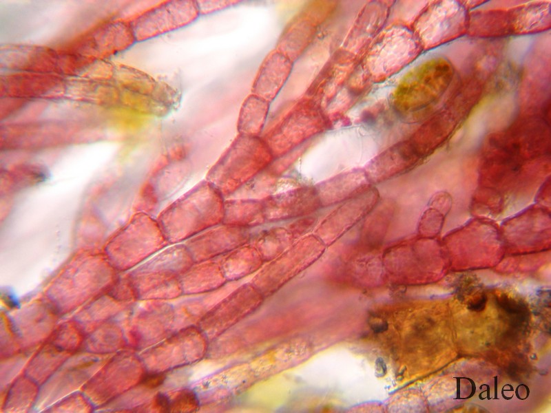 Ceramium: struttura microscopica