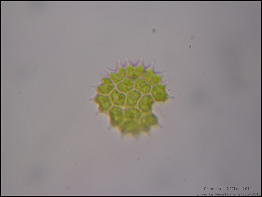 Pediastrum sp.