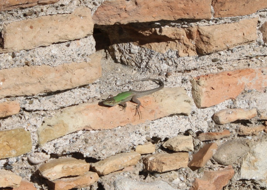 Lucertole di gennaio