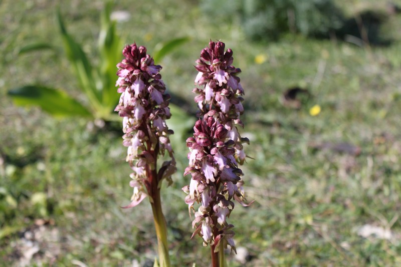 Barlia robertiana