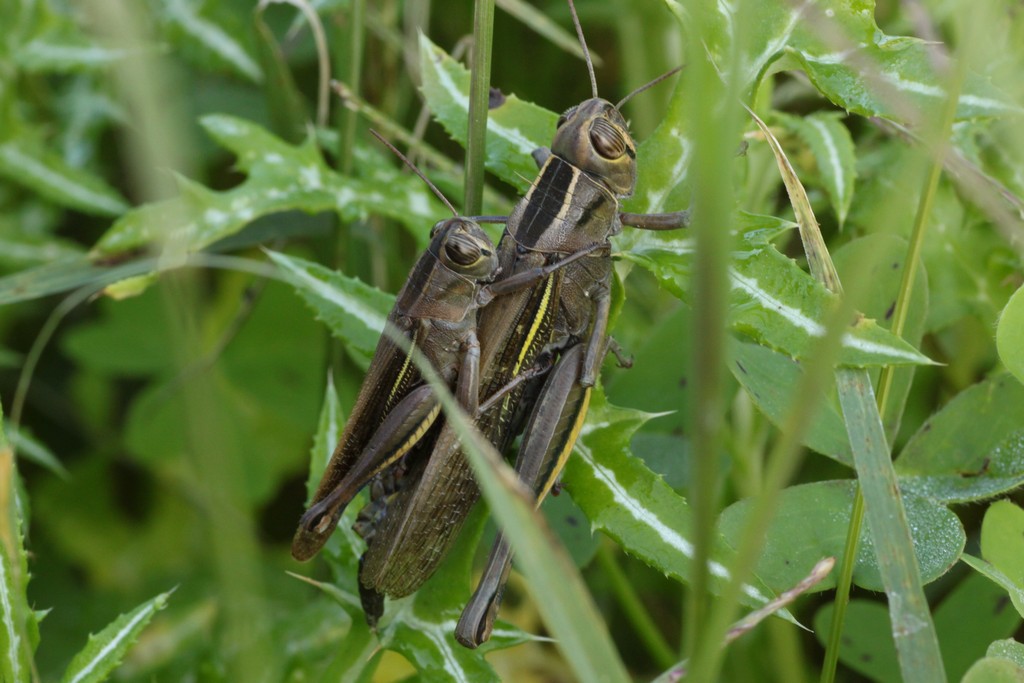 Accoppiamento Eyprepochnemis plorans