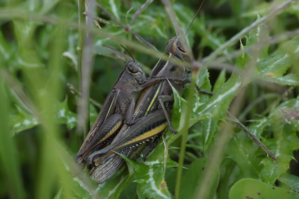 Accoppiamento Eyprepochnemis plorans